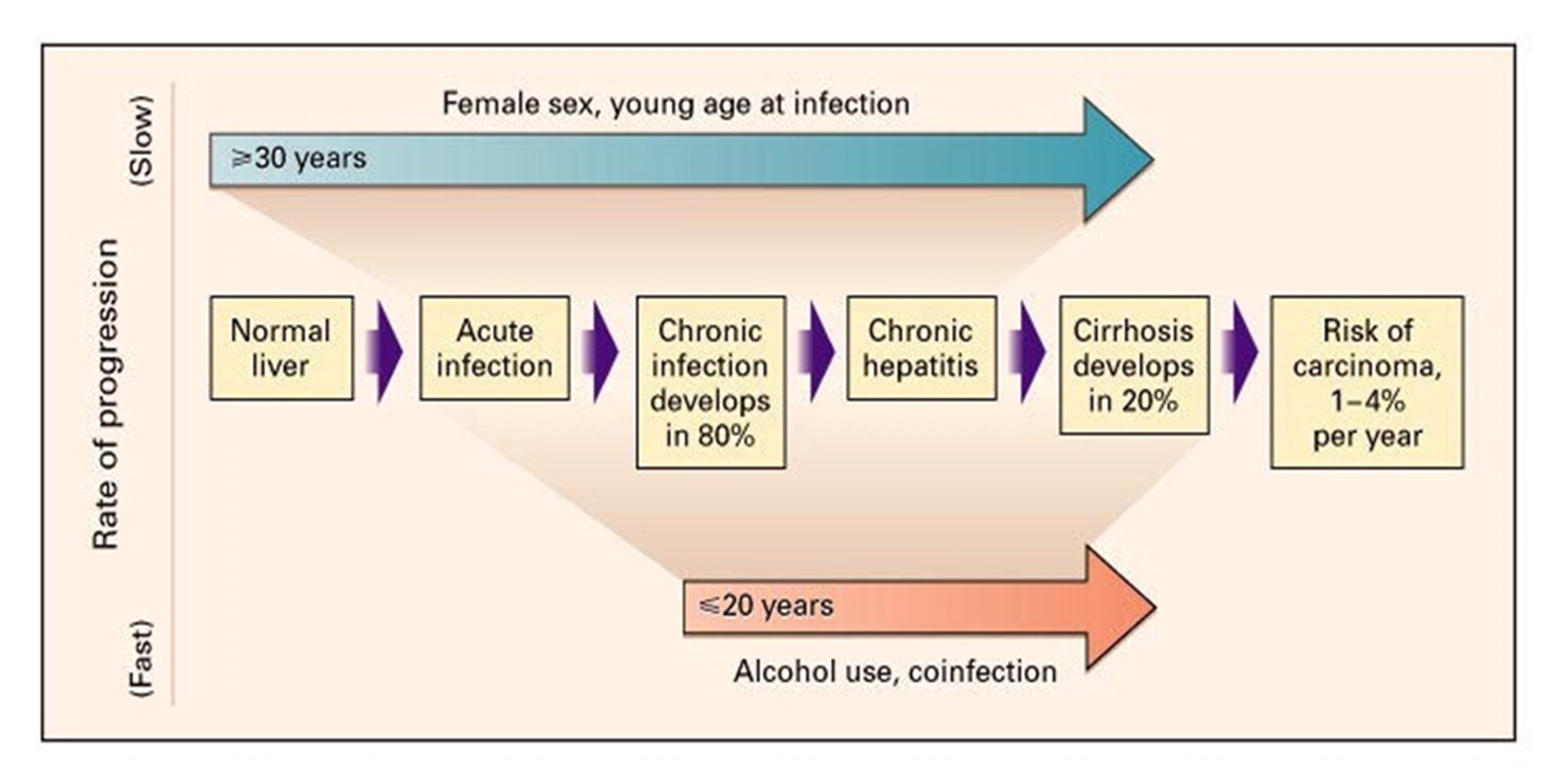 Types Of Viral Hepatitis Chart