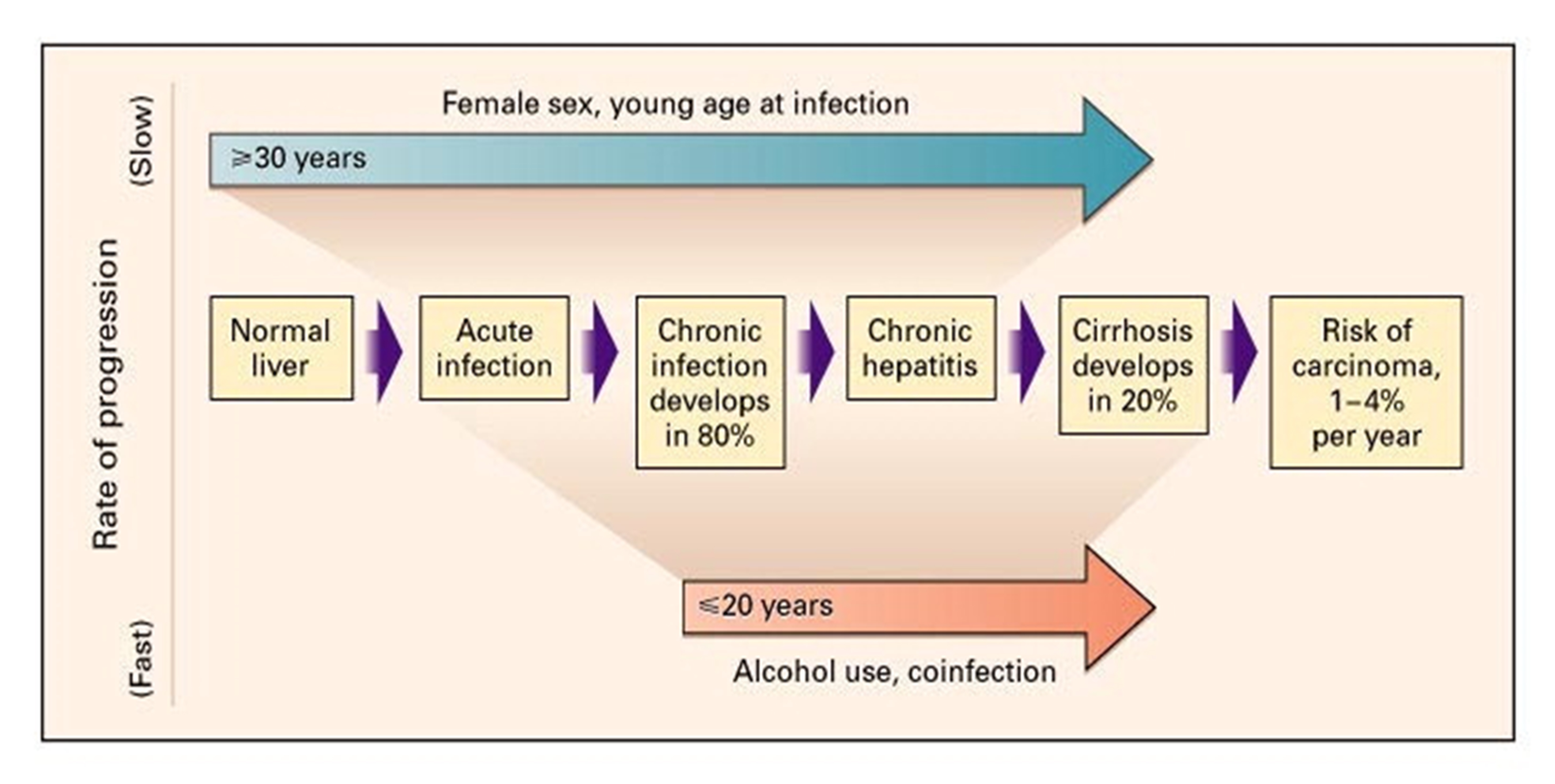 Hepatitis C Treatment Chart