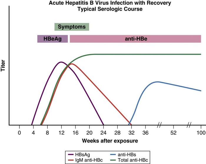 Hep B Infection Chart