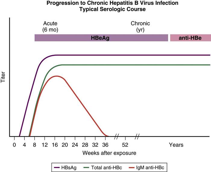 Hepatitis B Chart