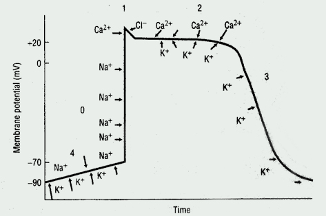 The cardiac action potential, the basic unit of electrical activity in the 