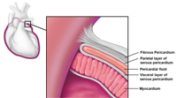 normal pericardium